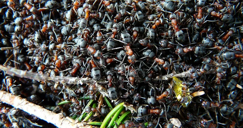 Peut-on peindre un meuble de cuisine en formica ?