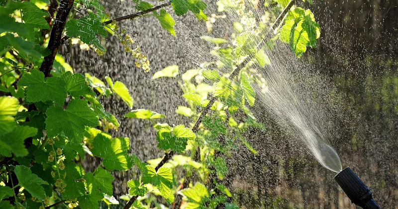 Comment ne pas détruire votre sol et vos plantes en désherbant ?